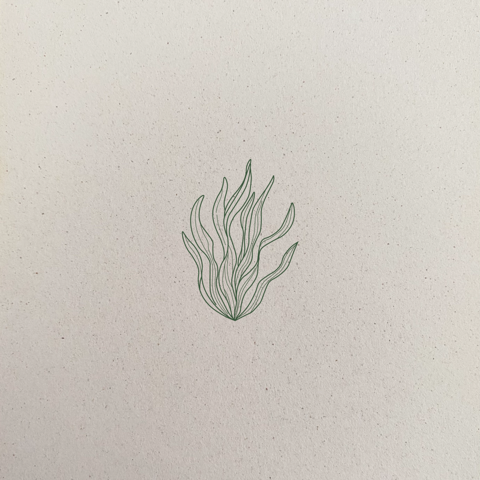 Papier créer à partir d'algues